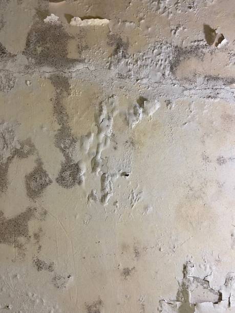 Best Attic Mold Remediation in Flora Vista, NM