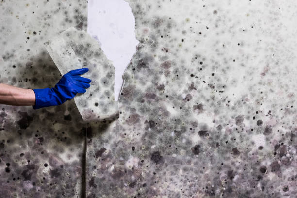 Best Black Mold Remediation in Flora Vista, NM